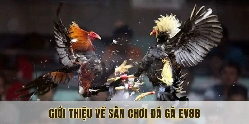Đa-ga-Ev88-va-gioi-thieu-ve-san-choi