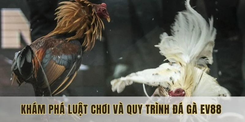 Đa-ga-Ev88-va-kham-pha-luat-choi-quy-trinh-chi-tiet